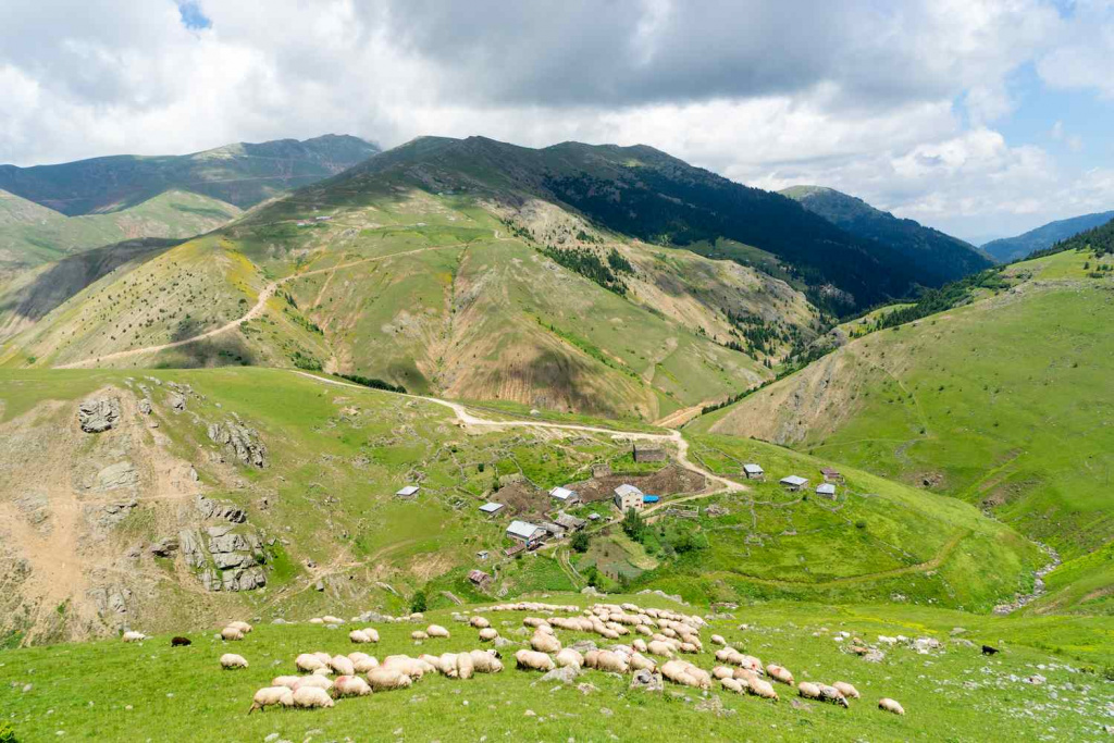 flock-sheep-grazing-hill (2) (1).jpg flock-sheep-grazing-hill (2) (1).jpg